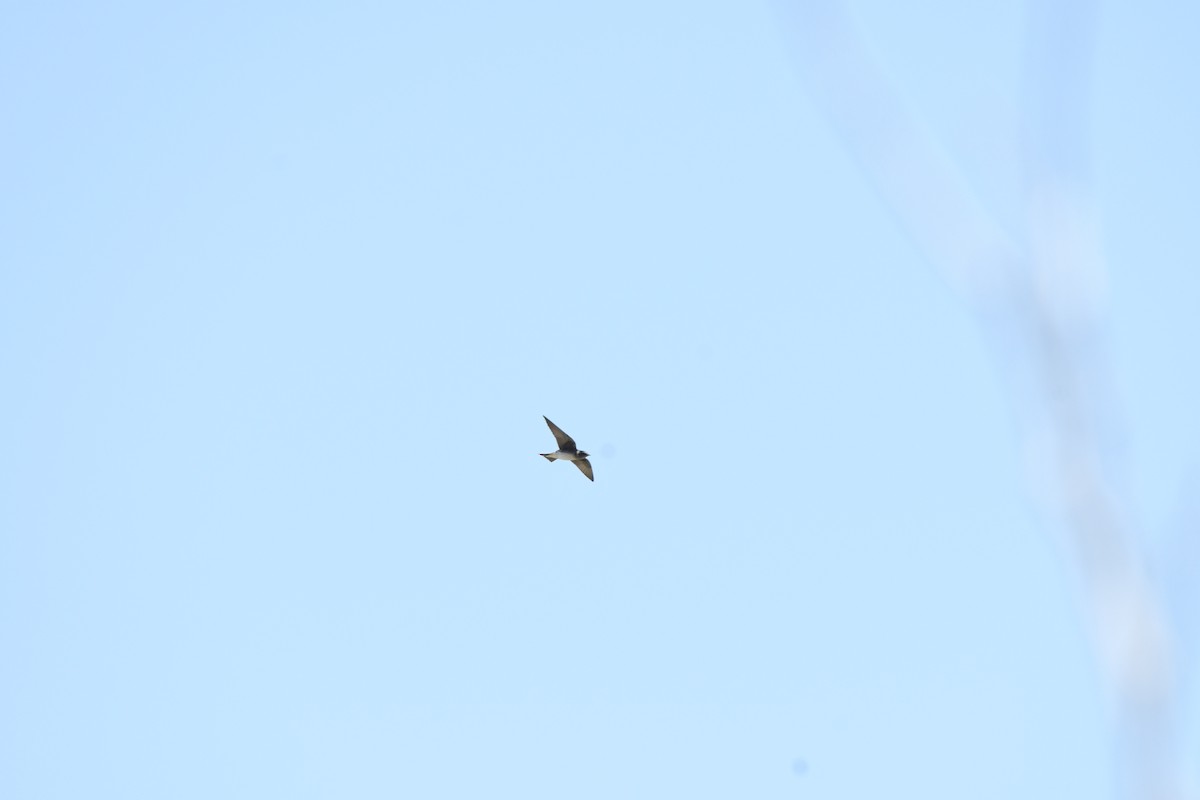 Cliff Swallow - ML641267899