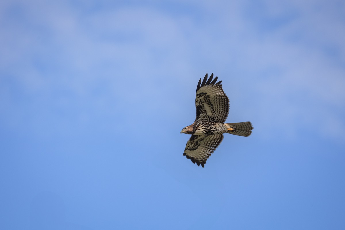 Red-tailed Hawk - ML641267905
