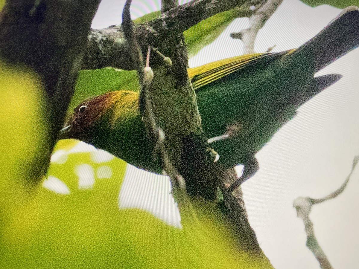 Bay-headed Tanager - ML641267906
