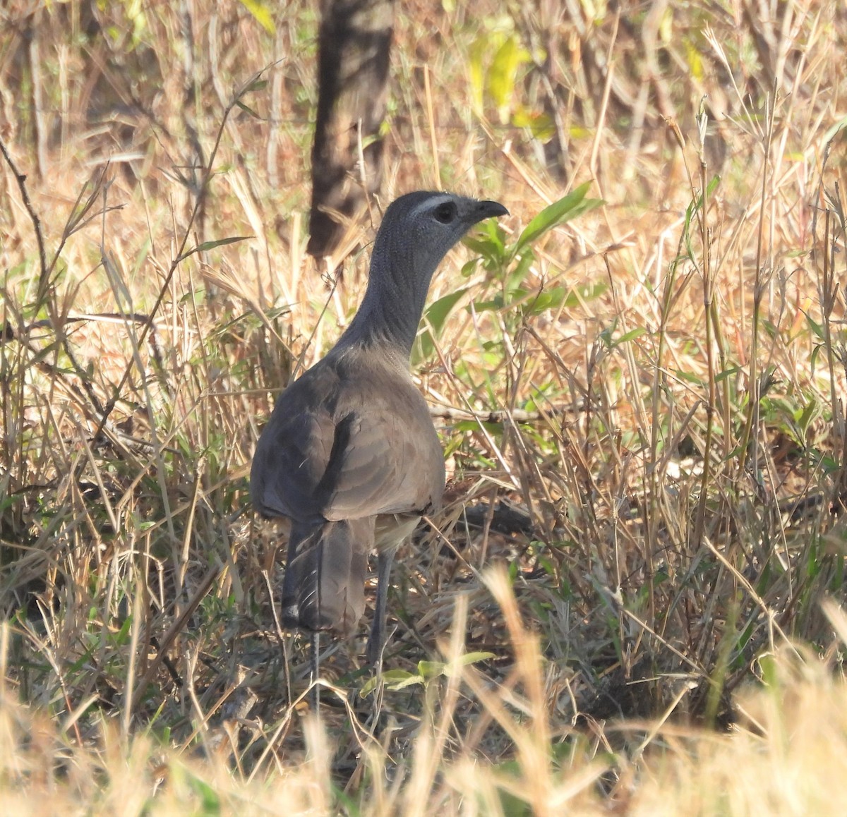 Black-legged Seriema - ML641267938