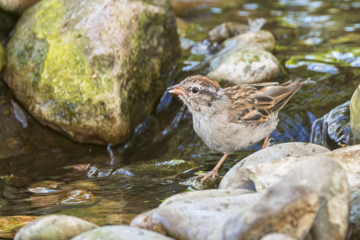 Chipping Sparrow - ML641267959