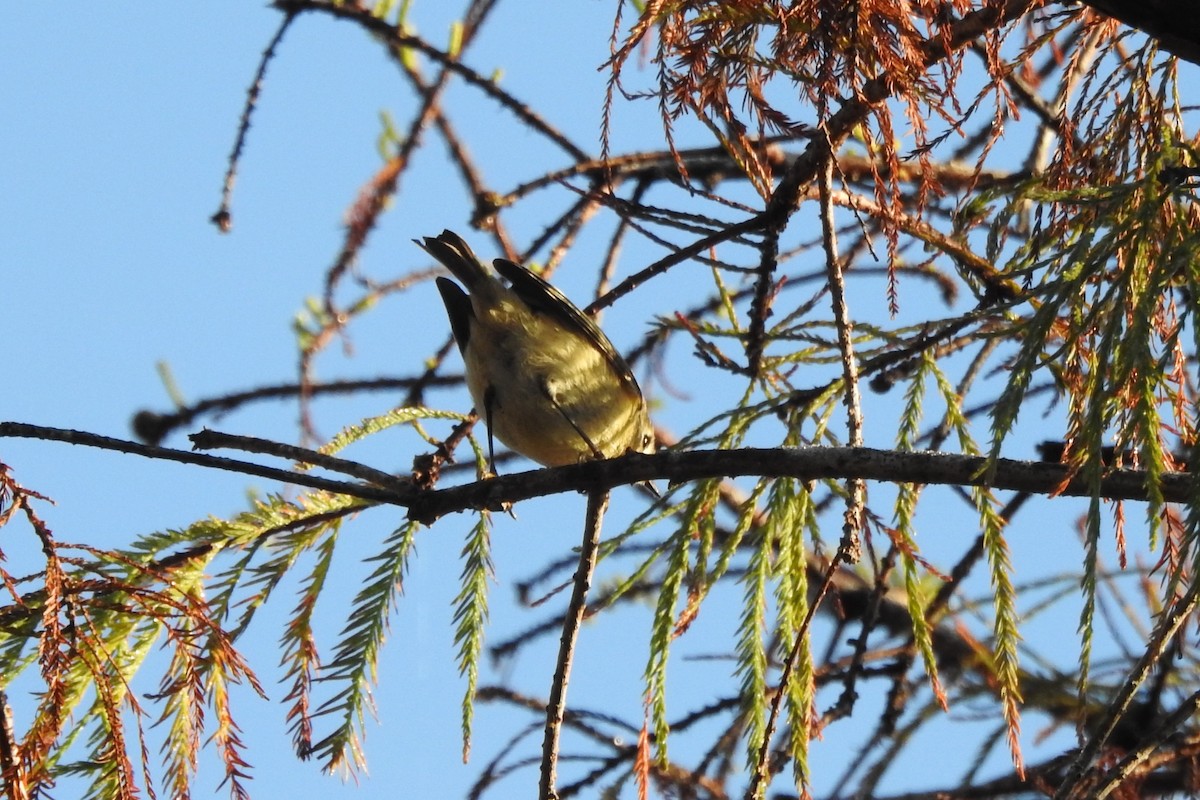 Ruby-crowned Kinglet - ML641267977