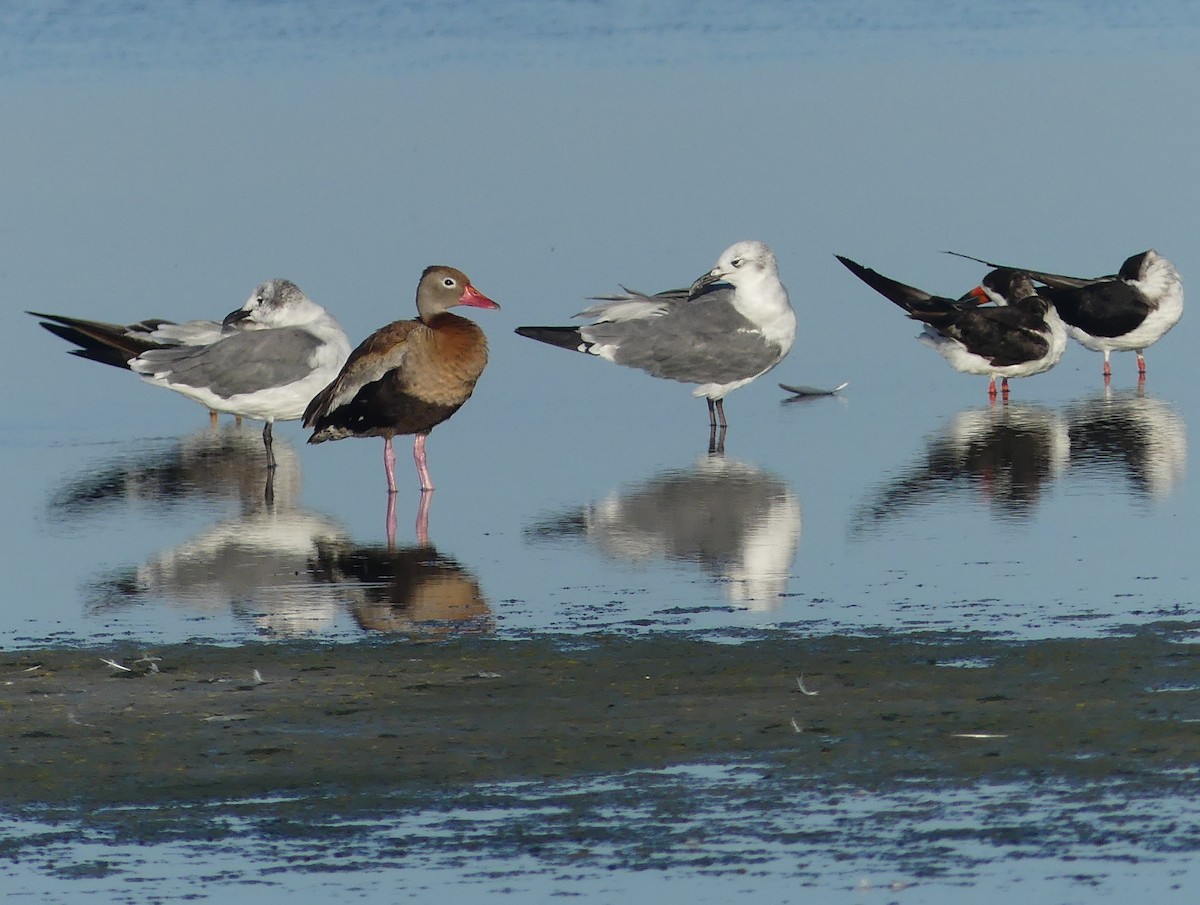 Black-bellied Whistling-Duck - ML641267992