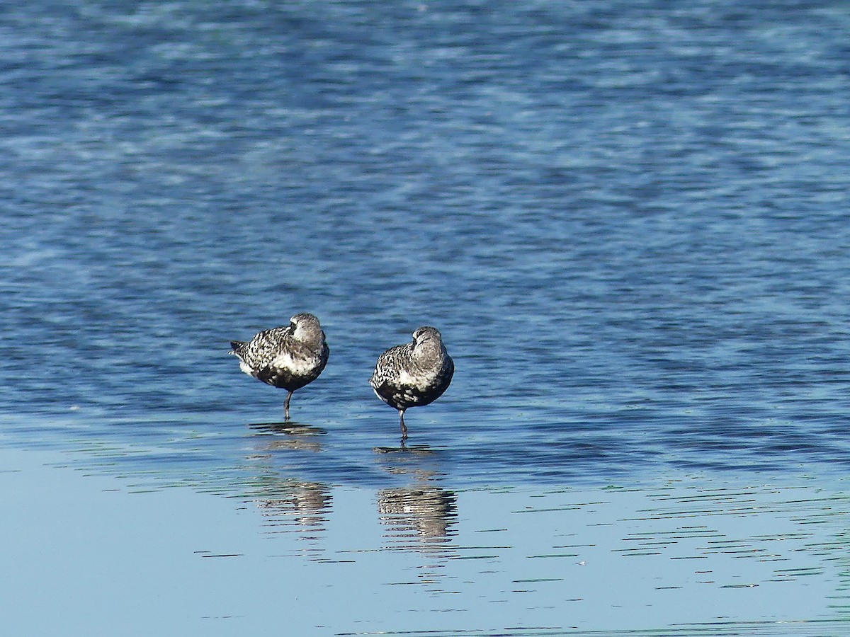 Black-bellied Plover - ML641268008