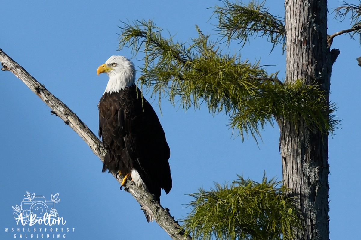 Bald Eagle - ML641268024