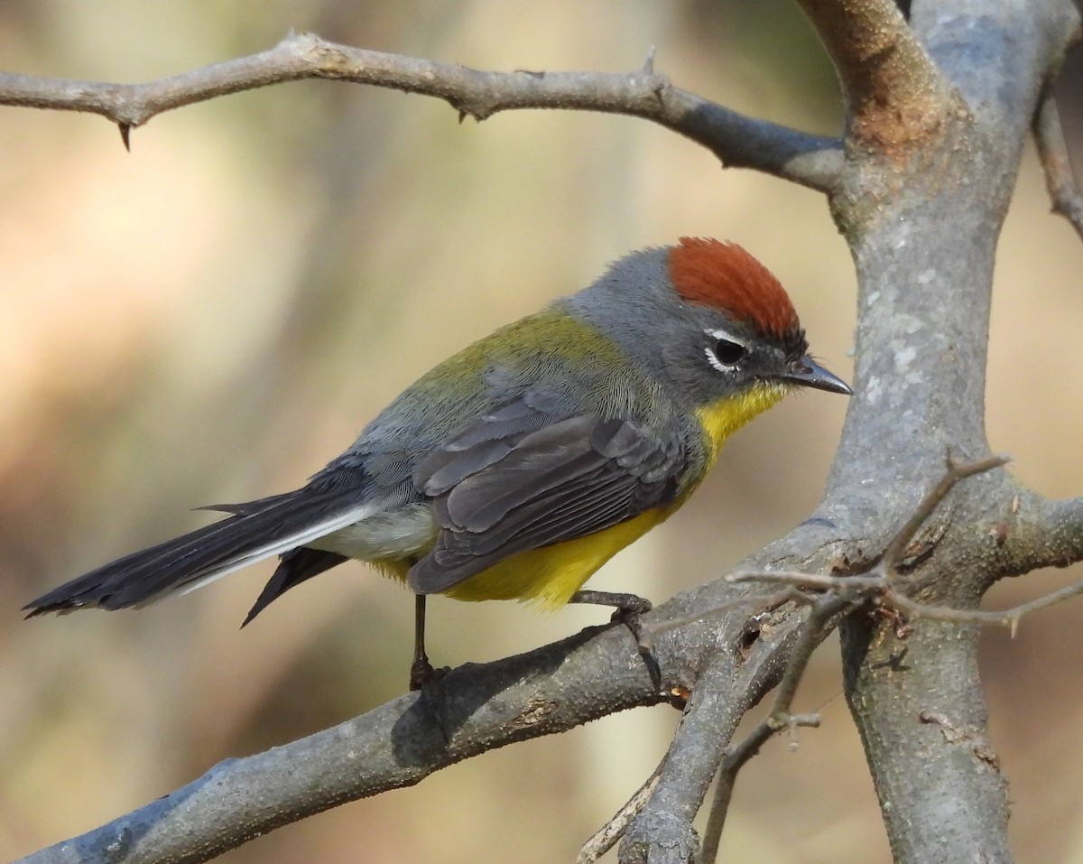 Brown-capped Redstart - ML641268025