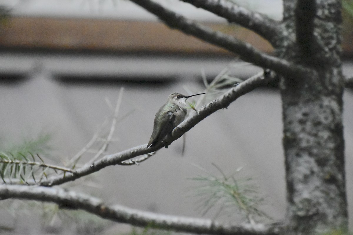 Black-chinned Hummingbird - ML641268045