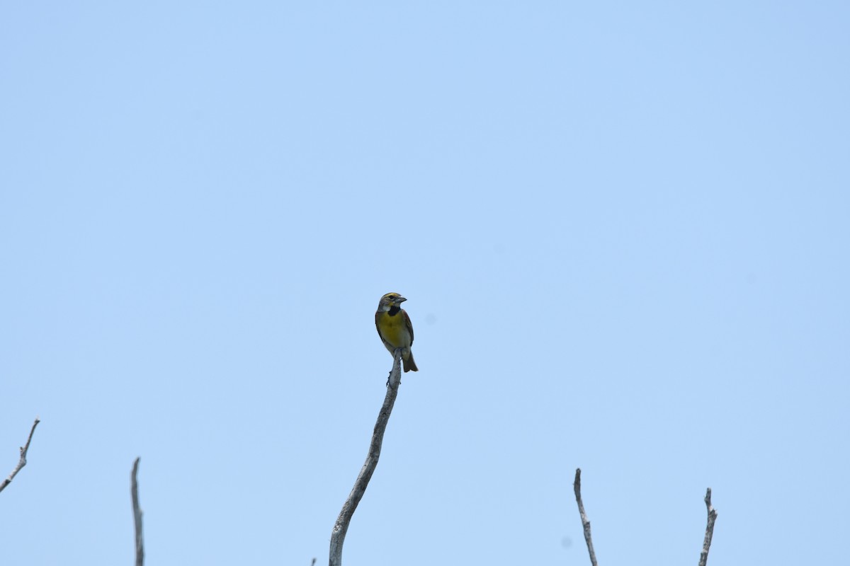 Dickcissel - ML641268083