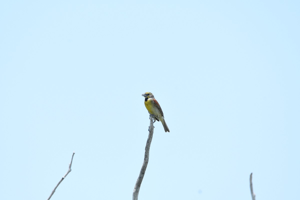 Dickcissel - ML641268086