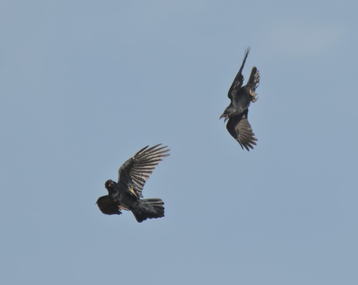 Common Raven - ML641268120