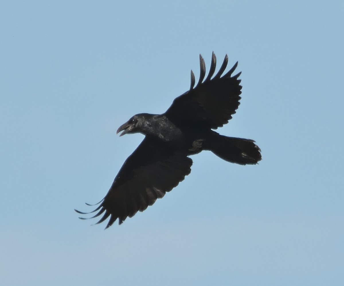 Common Raven - ML641268121