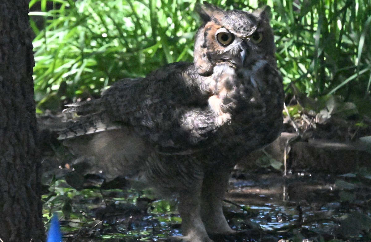 Great Horned Owl - ML641268125