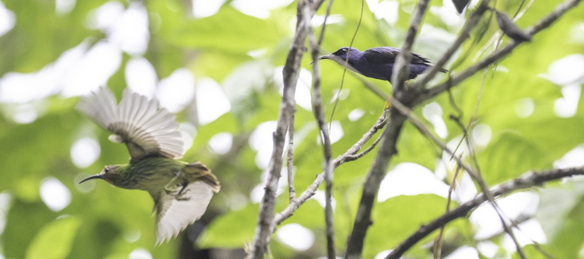 Purple Honeycreeper - ML641268131