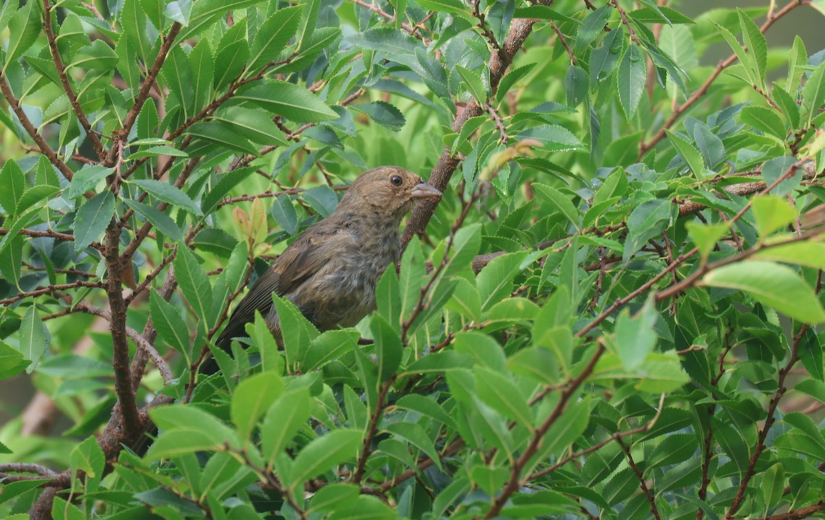 California Towhee - ML641268138