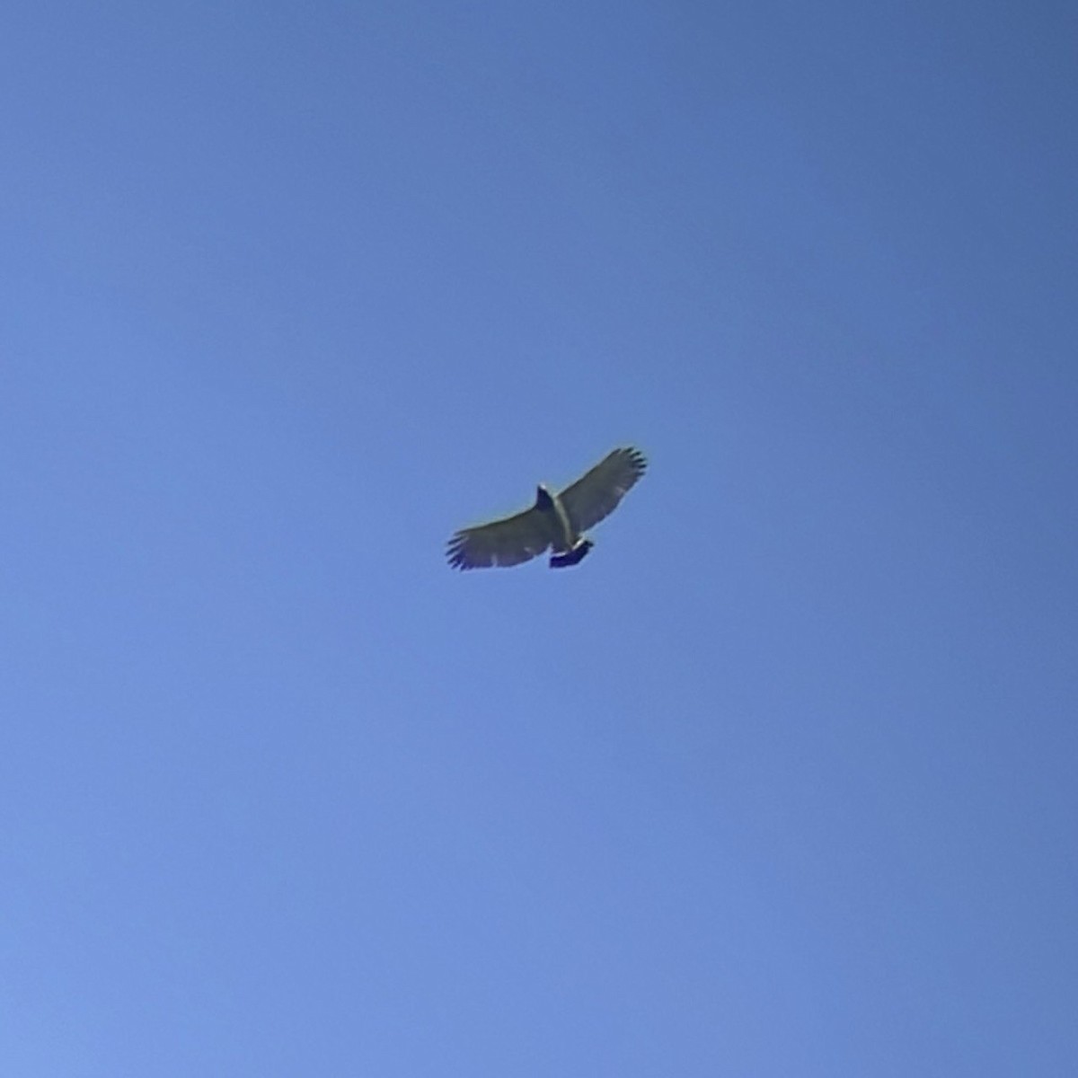 Barred Hawk - ML641268144