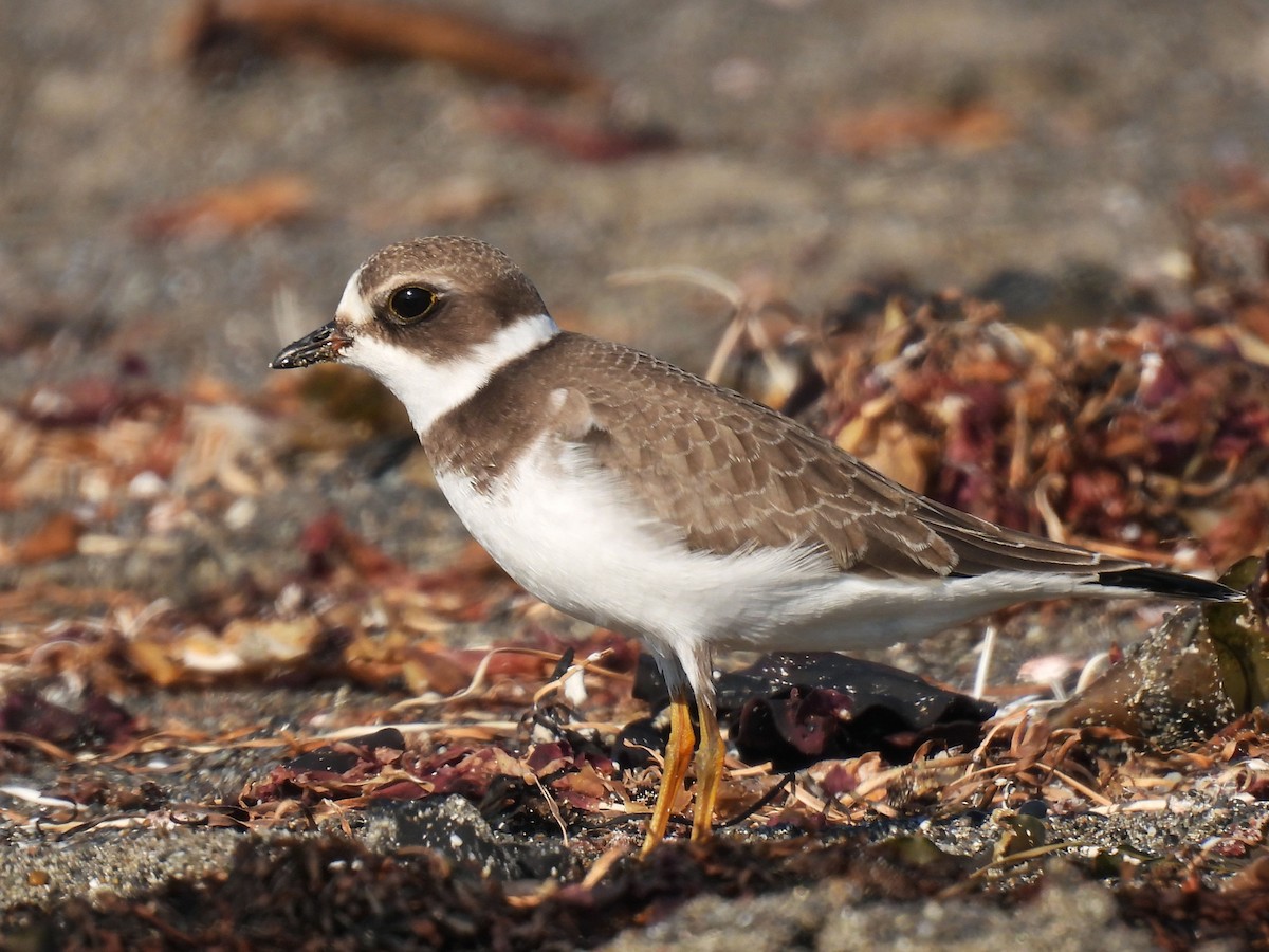 Semipalmated Plover - ML641268197