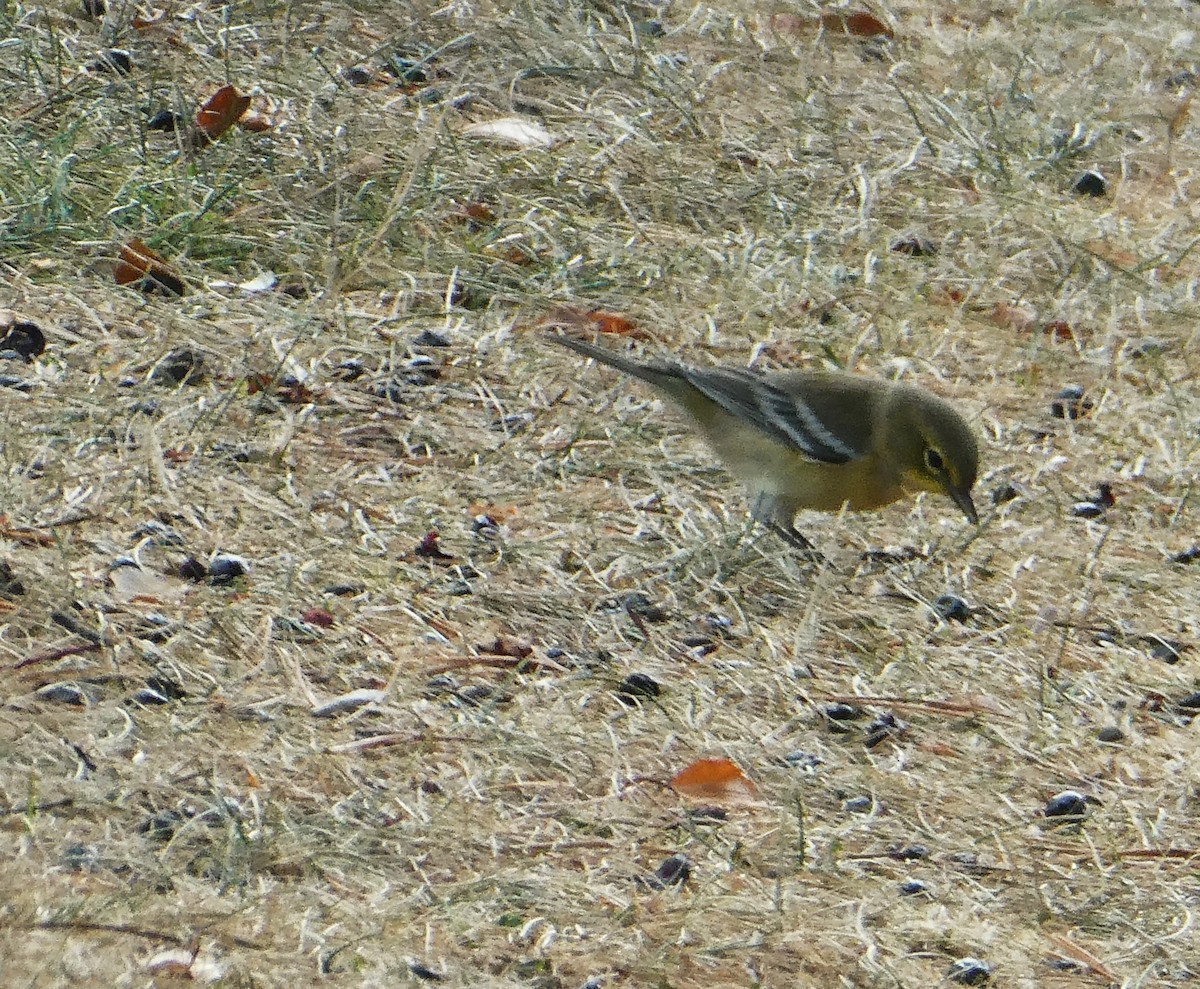 Pine Warbler - ML641268202