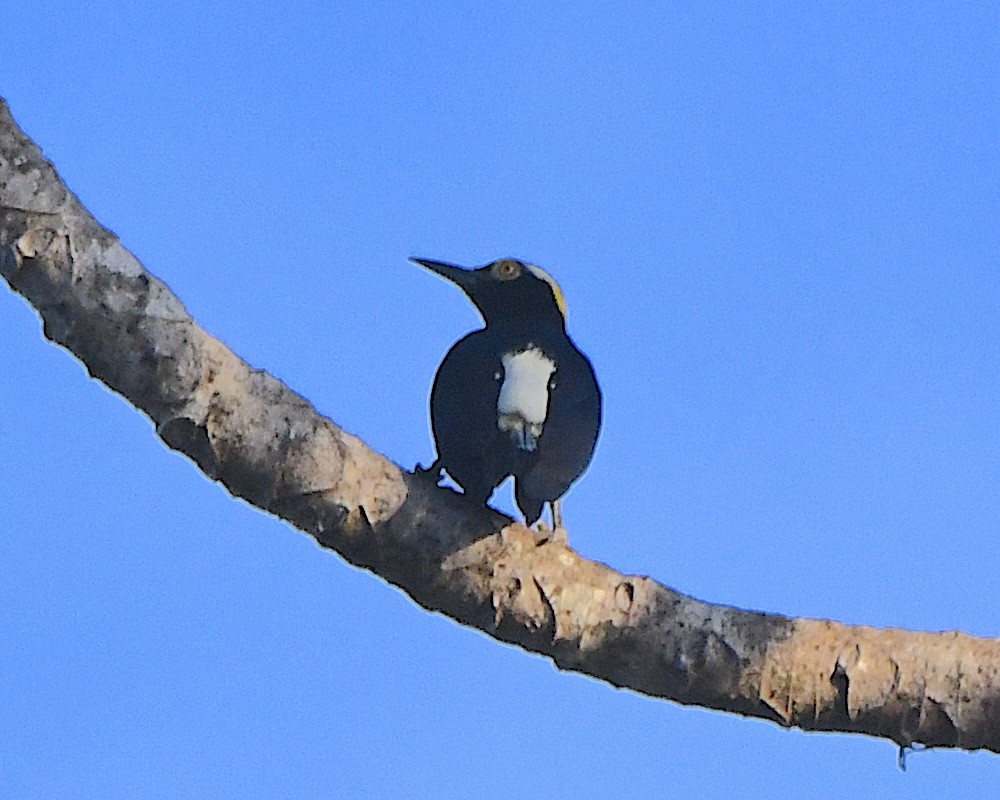 Yellow-tufted Woodpecker - ML641268213
