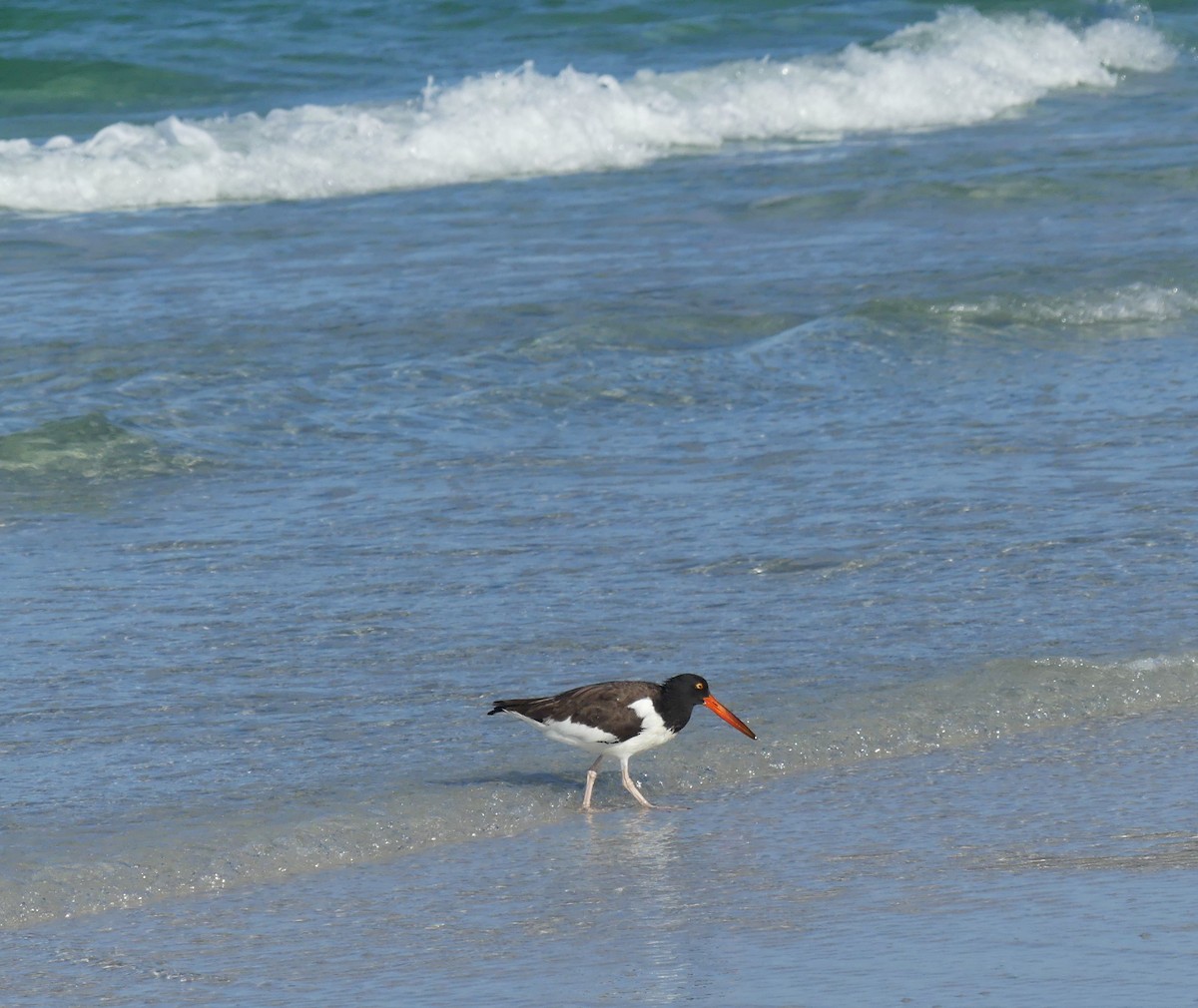 American Oystercatcher - ML641268219