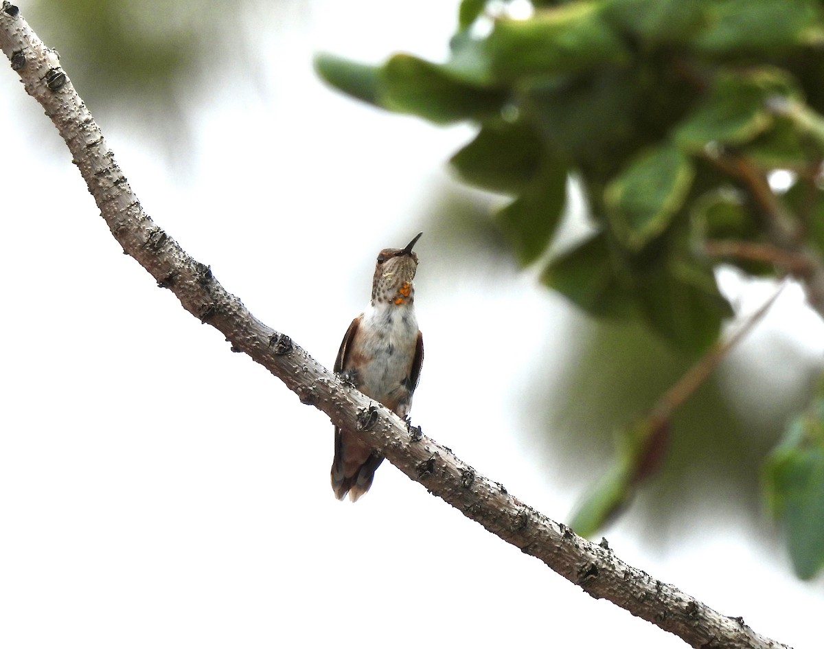Rufous Hummingbird - ML641268252
