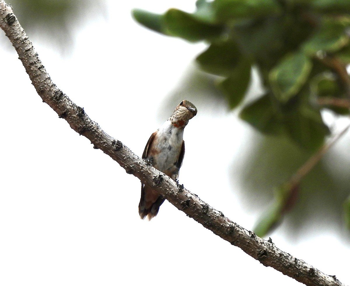 Rufous Hummingbird - ML641268258