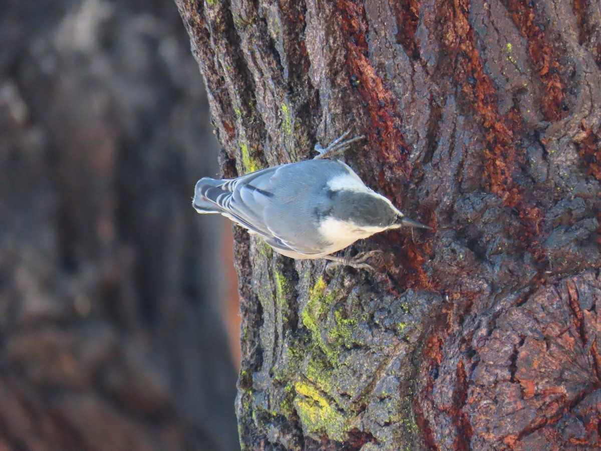 White-breasted Nuthatch - ML641268297