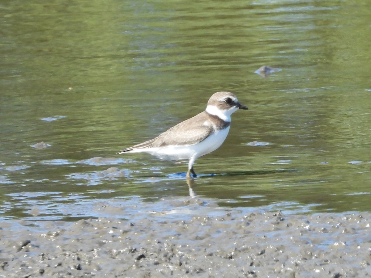 Semipalmated Plover - ML641268301