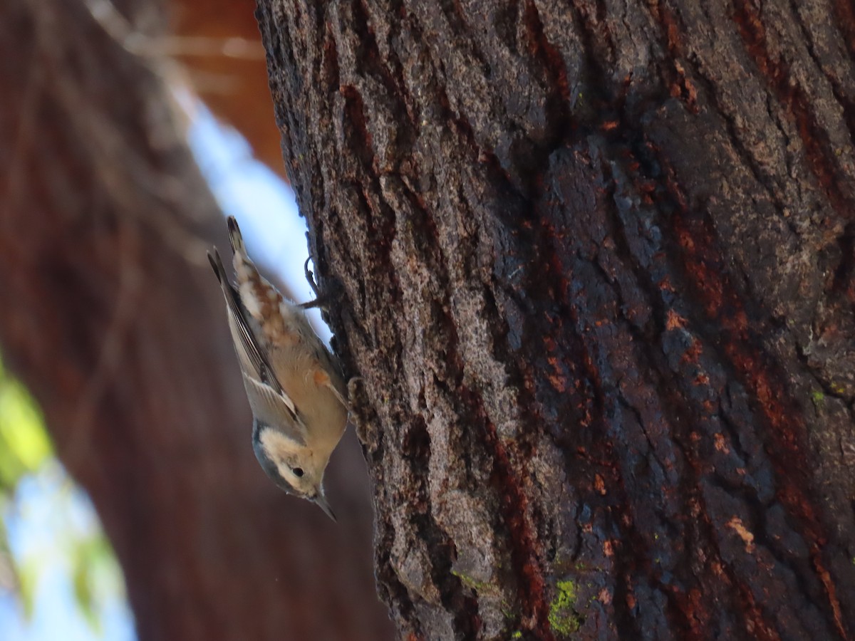 White-breasted Nuthatch - ML641268303