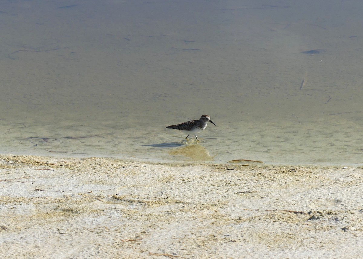 Least Sandpiper - ML641268334