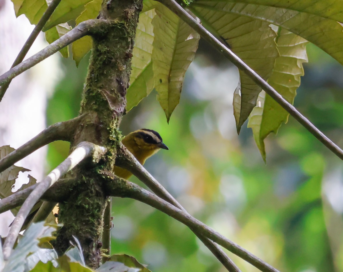 Black-capped Hemispingus - ML641268336