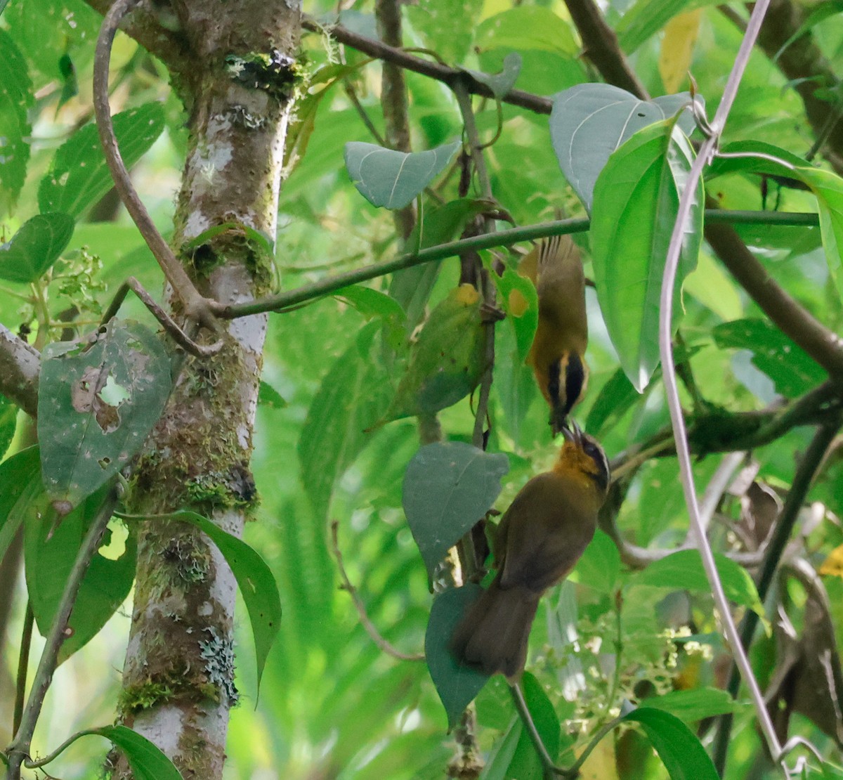 Black-capped Hemispingus - ML641268337