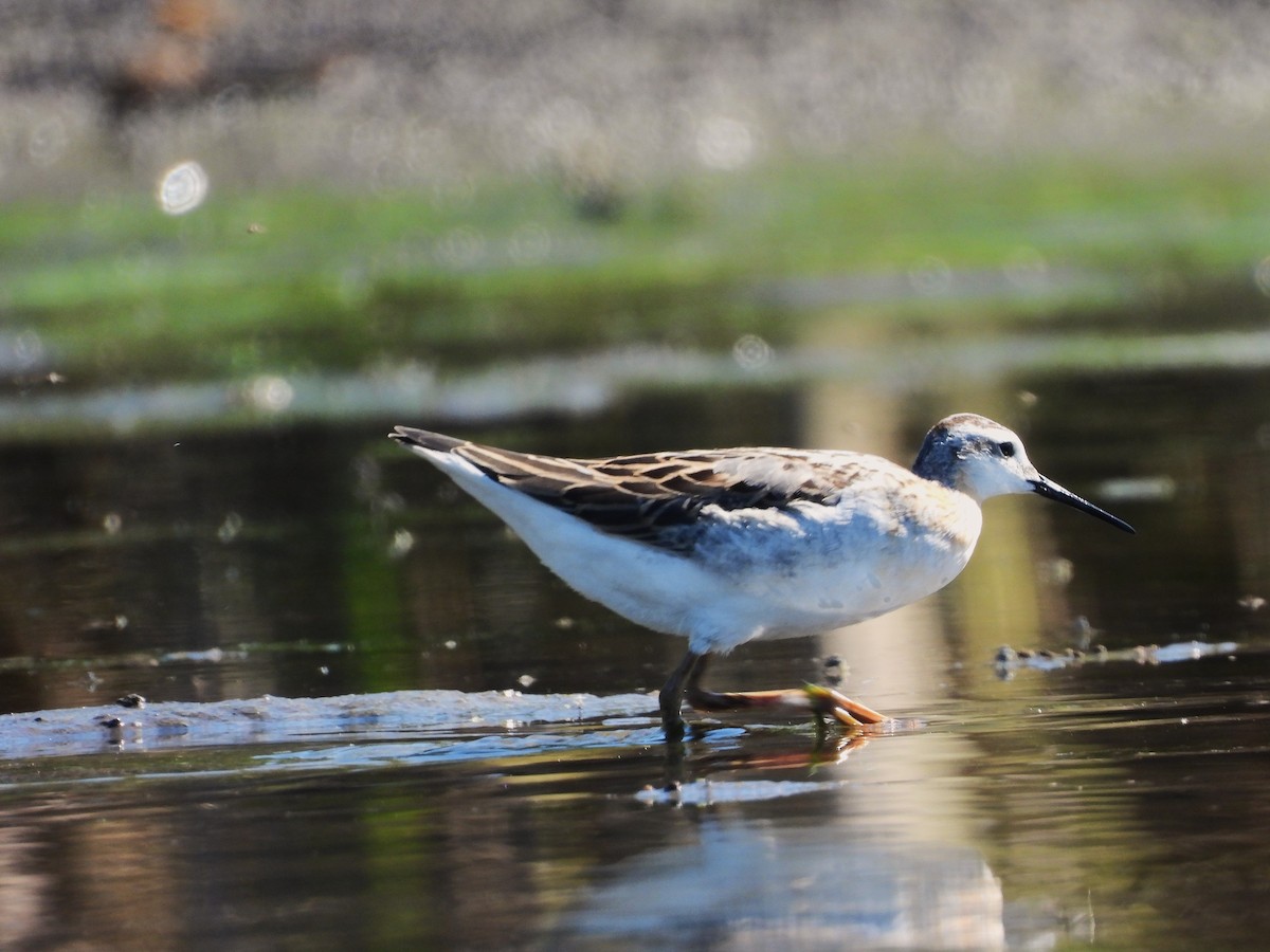 Wilson's Phalarope - ML641268344