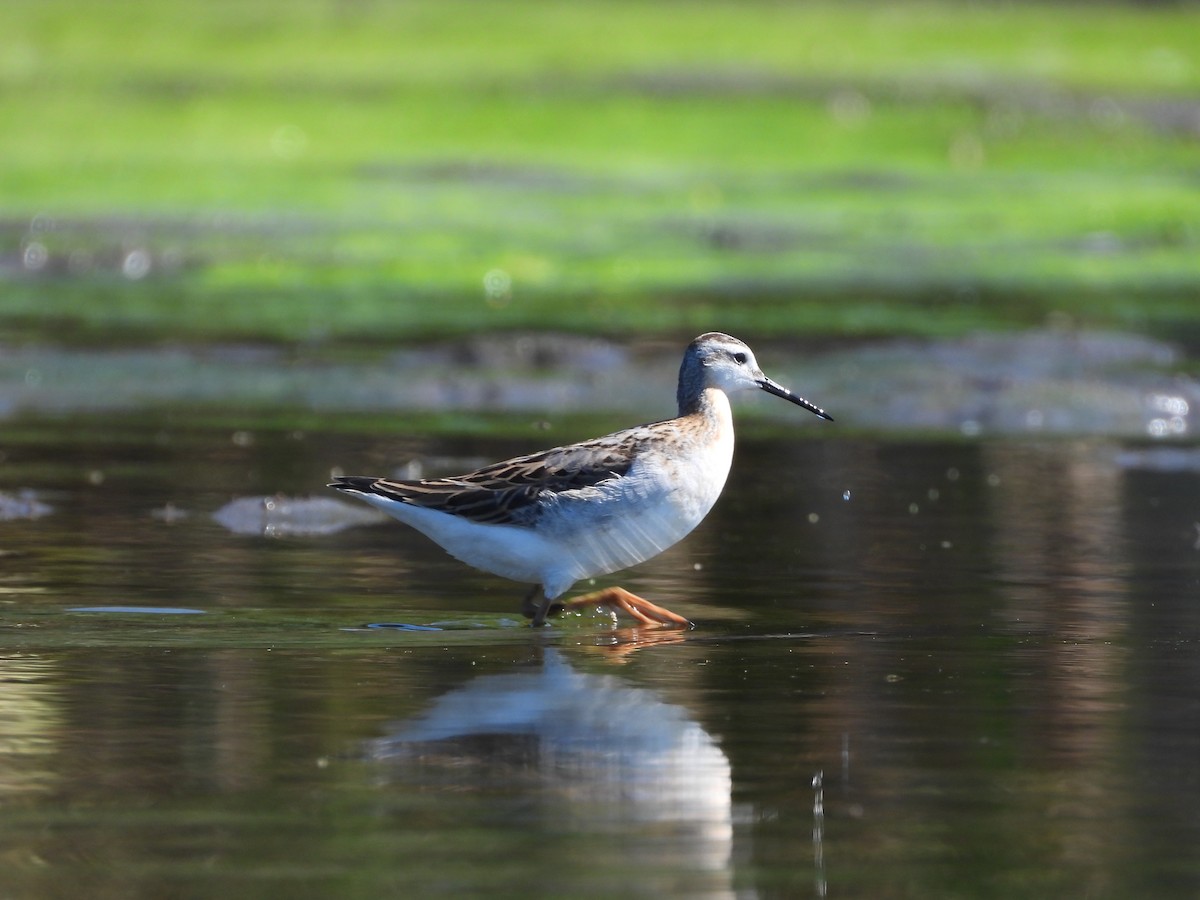Wilson's Phalarope - ML641268346