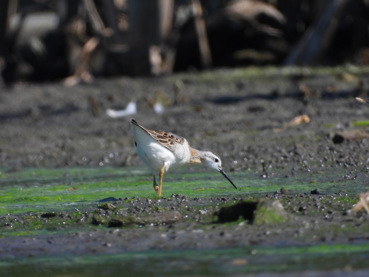 Wilson's Phalarope - ML641268349