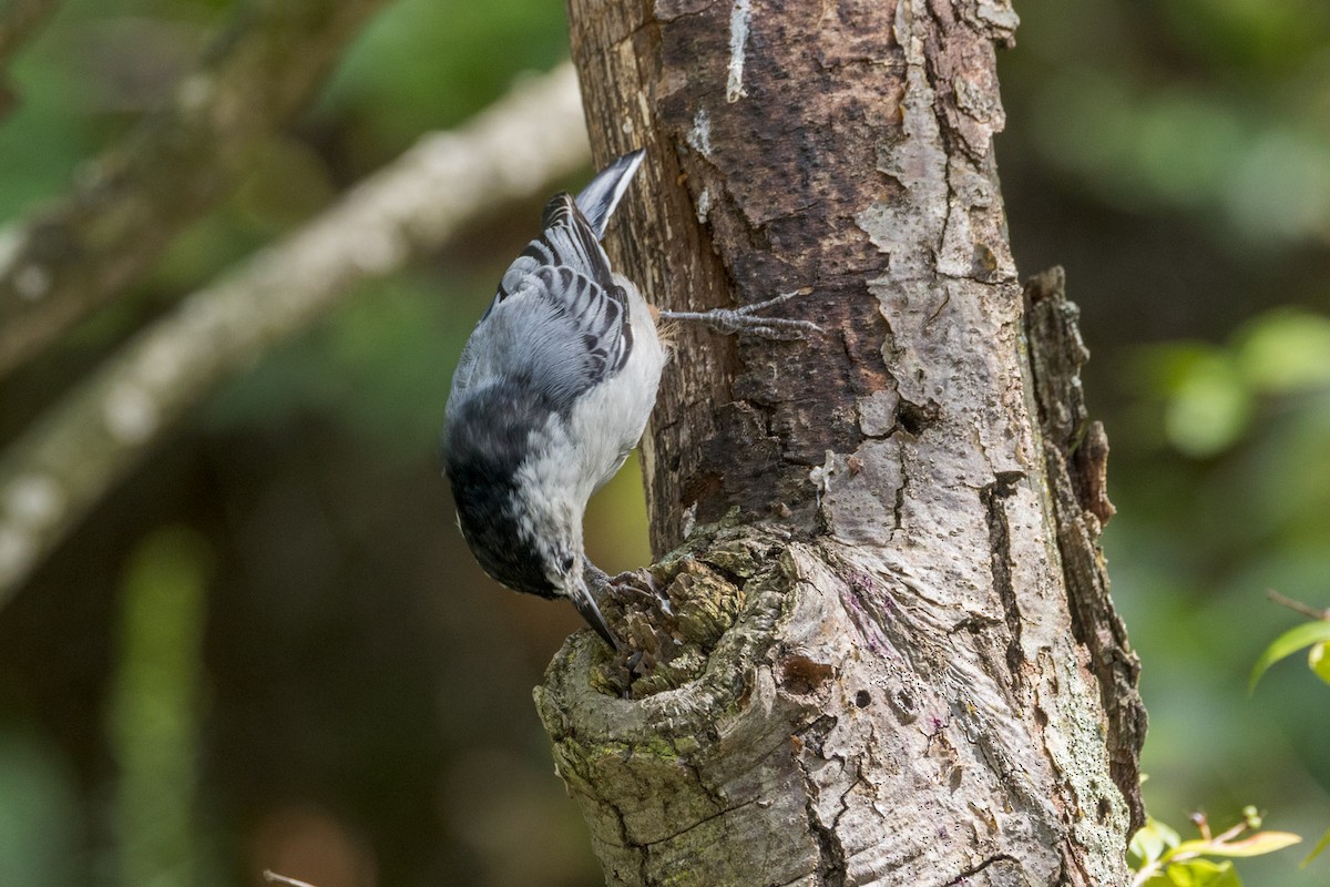 White-breasted Nuthatch - ML641268364