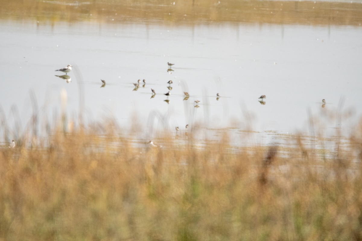Franklin's Gull - ML641268367