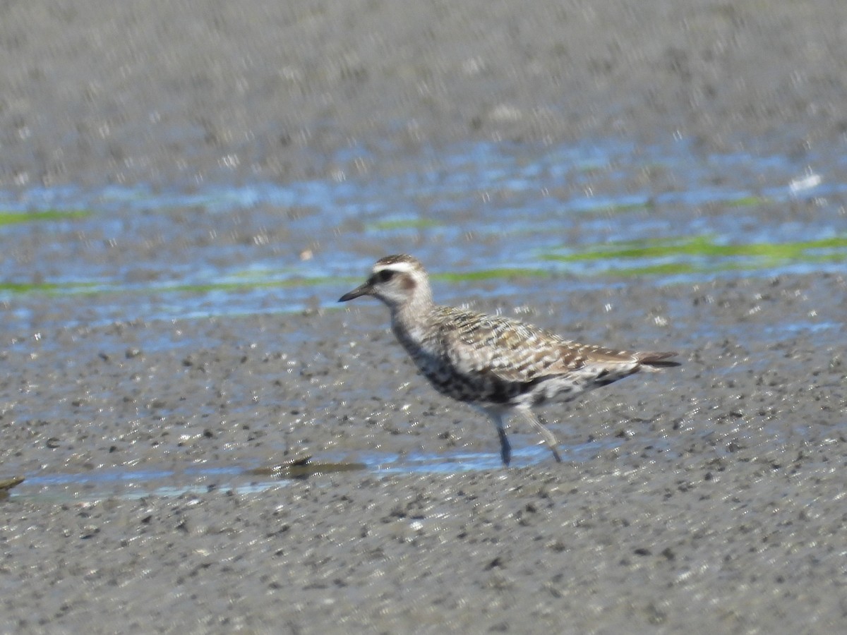 American Golden-Plover - ML641268377