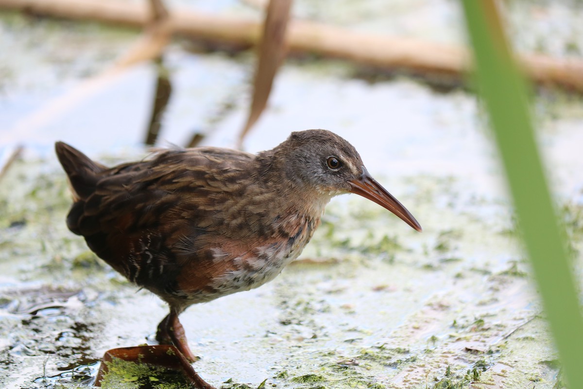 Virginia Rail - ML641268386
