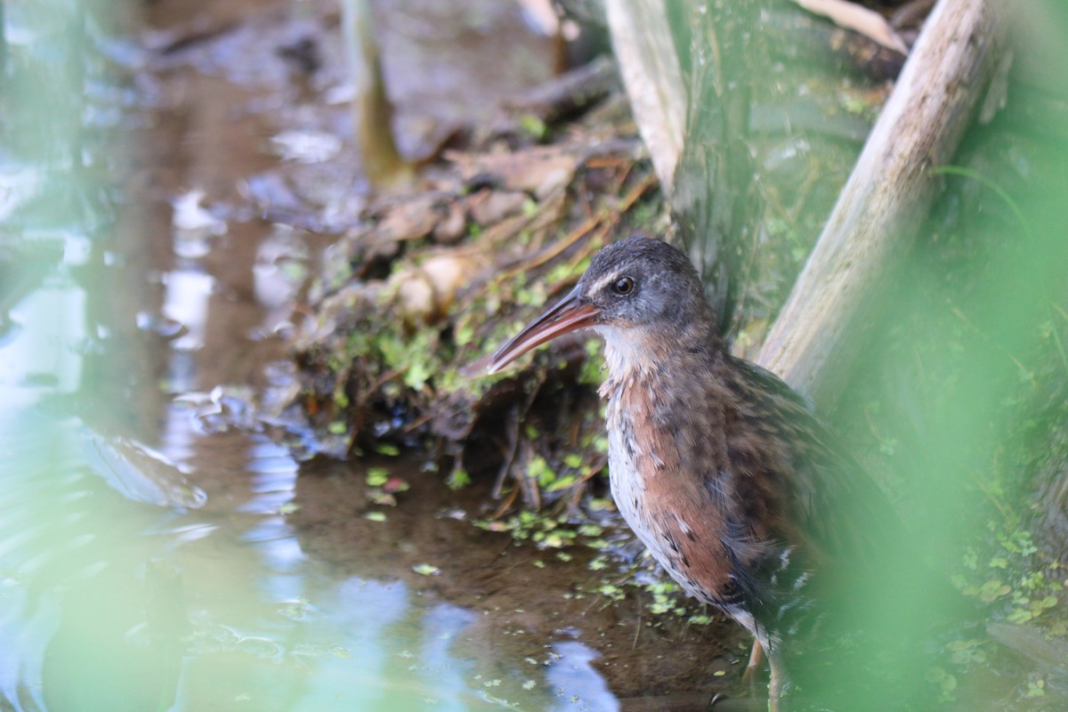 Virginia Rail - ML641268392