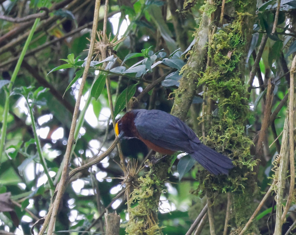 ズキンコウカンチョウ - ML641268411