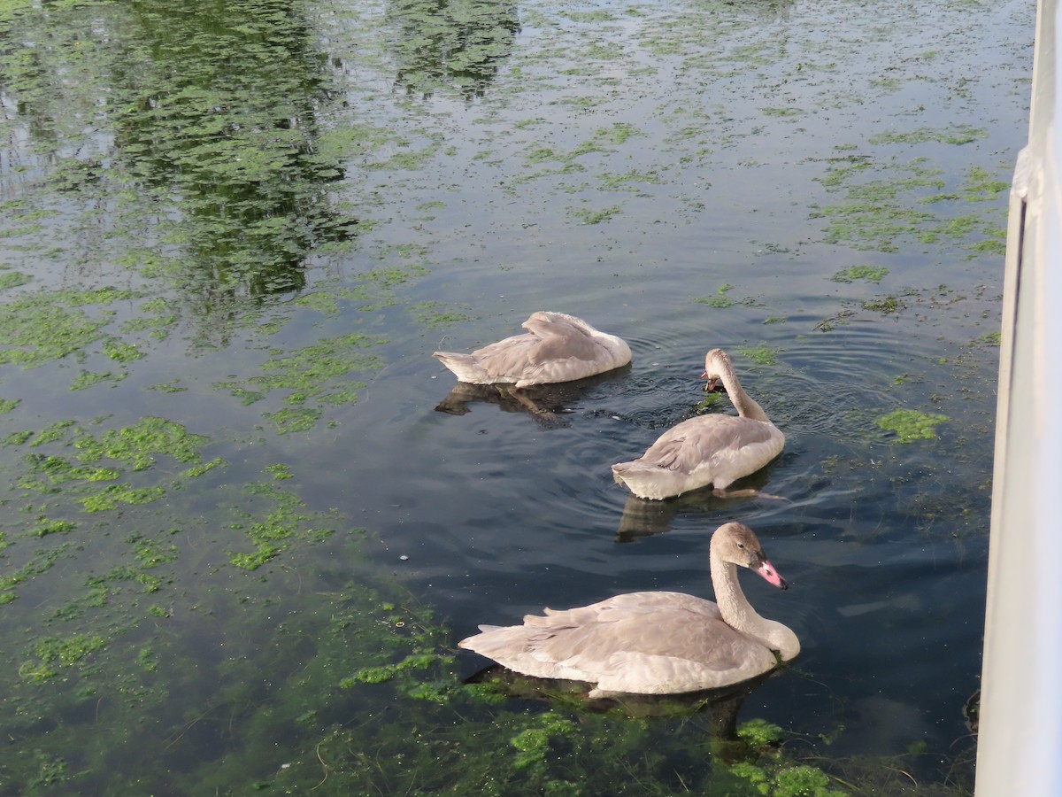 Cygne trompette - ML641268417