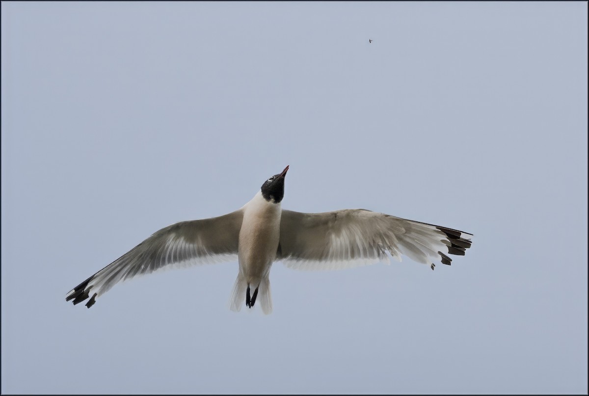 Franklin's Gull - ML641268422