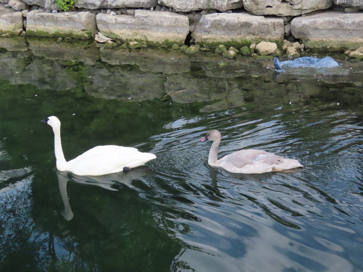 Cygne trompette - ML641268440