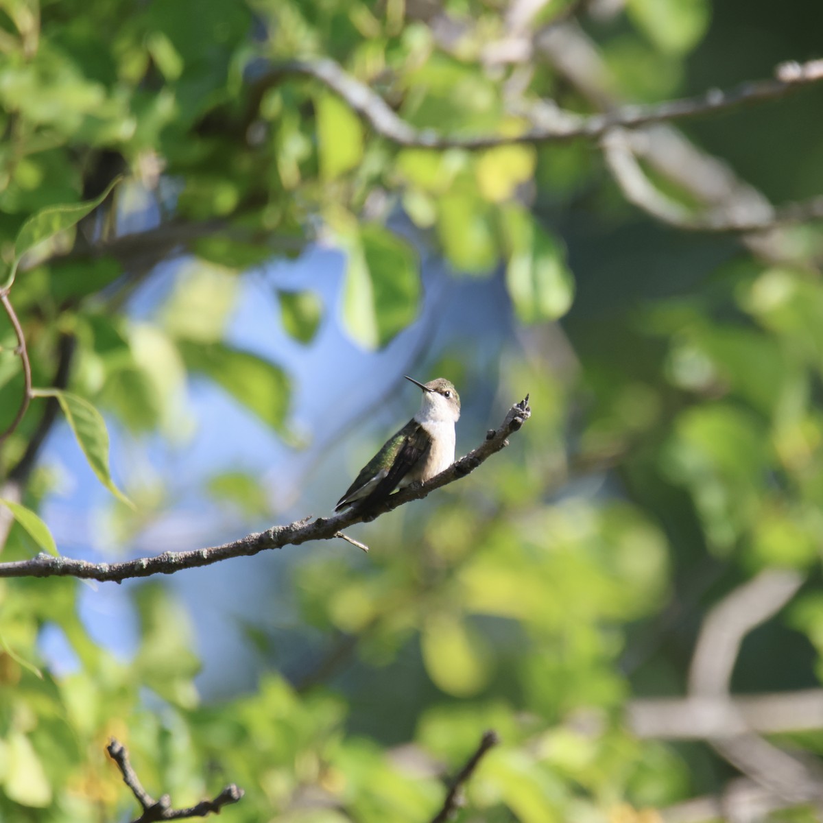 Ruby-throated Hummingbird - ML641268464