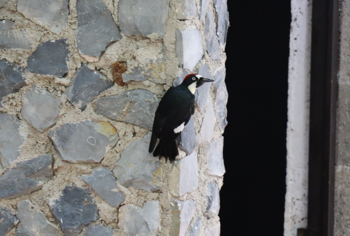 Acorn Woodpecker - ML641268471