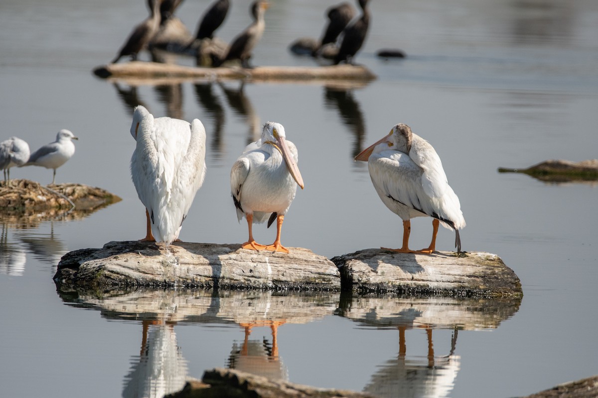 American White Pelican - ML641268482