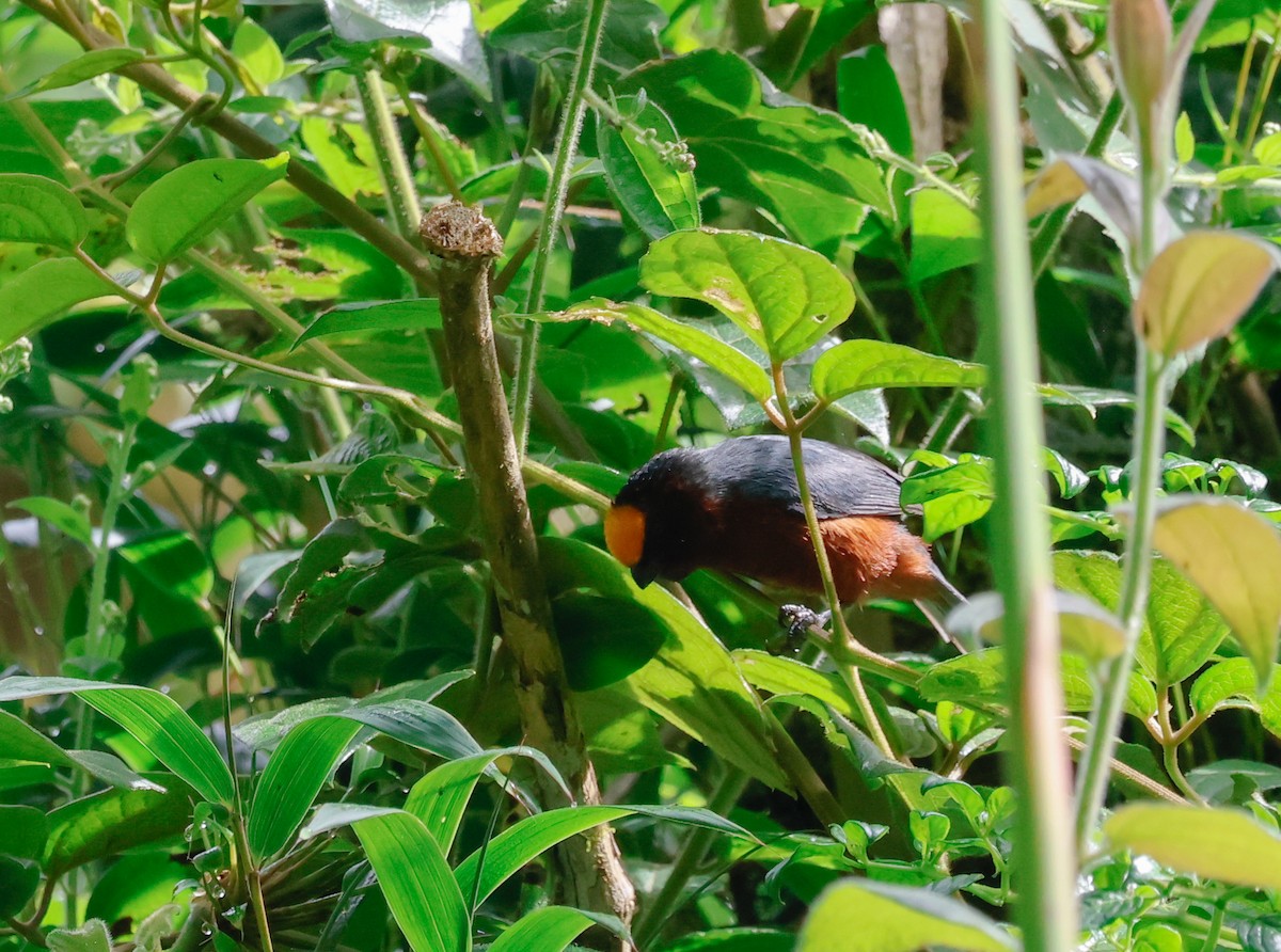 ズキンコウカンチョウ - ML641268483