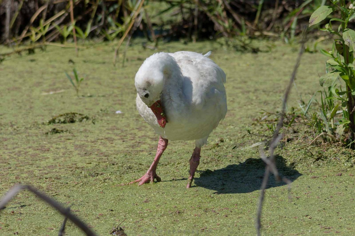 Coscoroba Swan - ML641268487