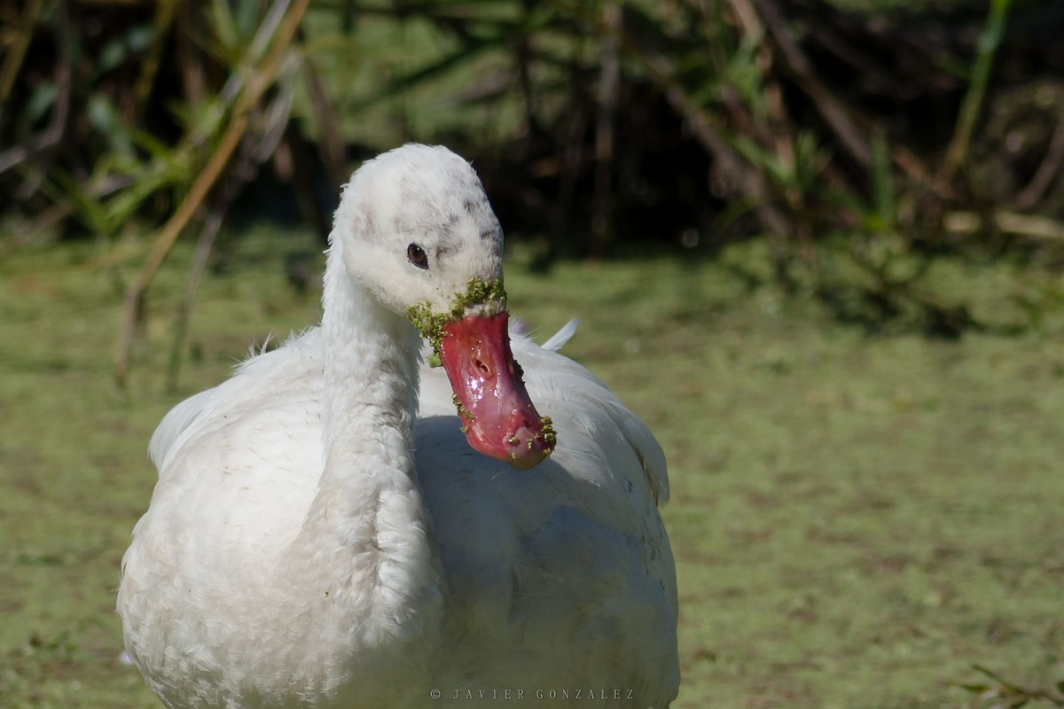 Coscoroba Swan - ML641268490
