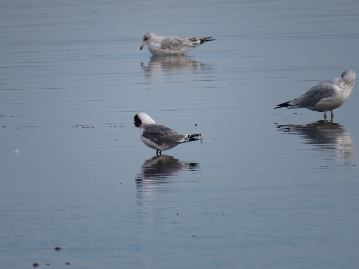 Franklin's Gull - ML641268495